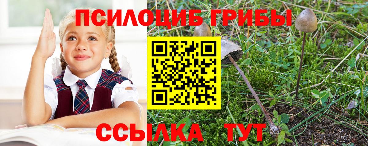 купить закладку  Псилоцибиновые грибы Psilocybe  Вход с VPN  Красноярск 